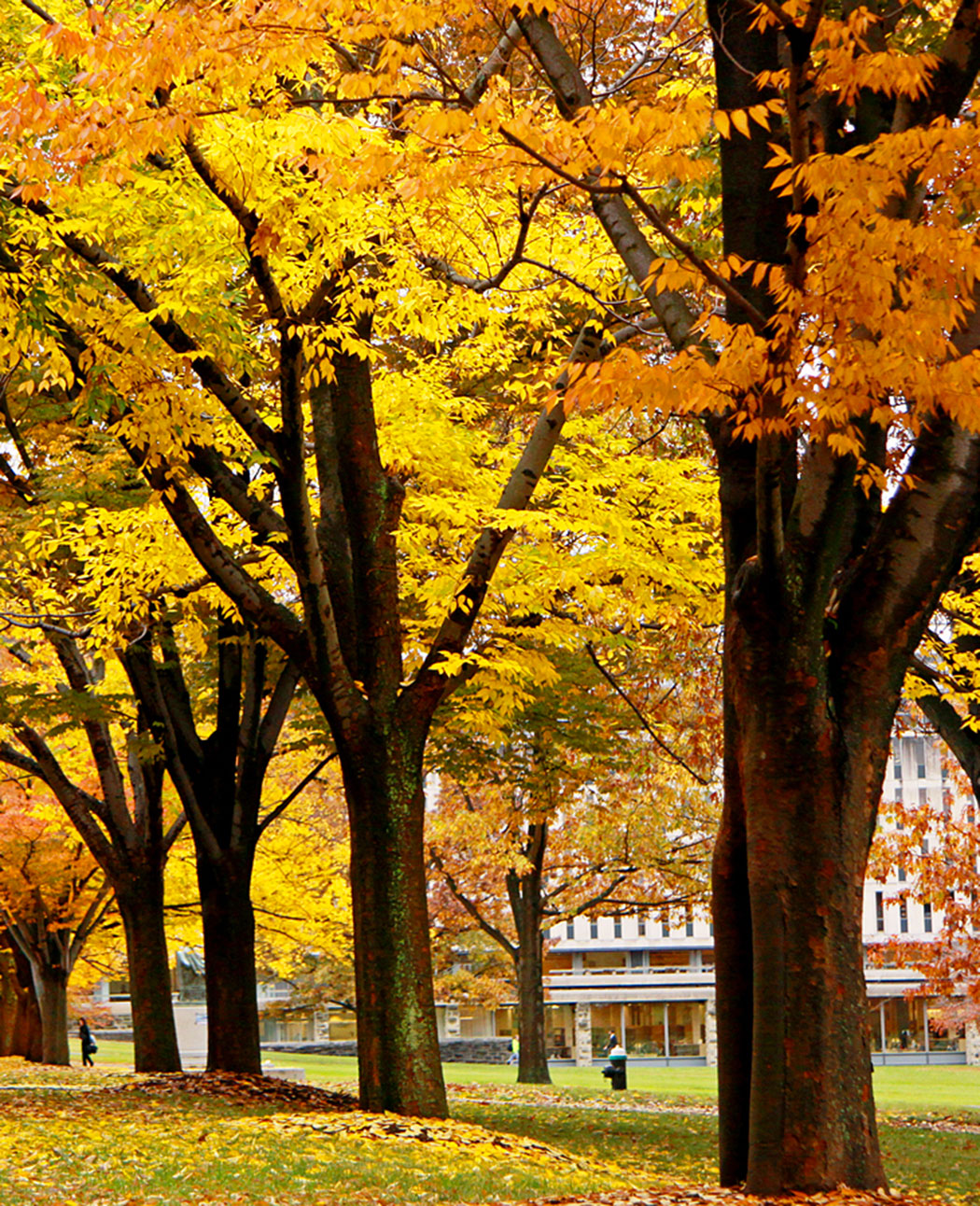 Campus della Cornell University