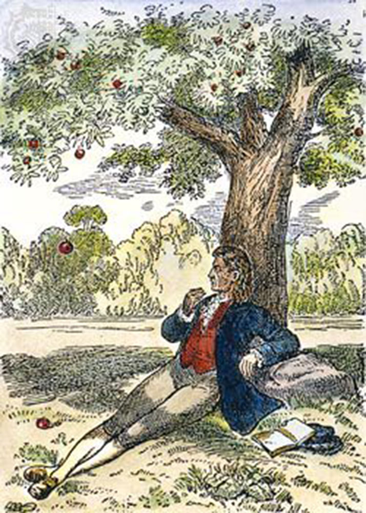 Isaac Newton e l'aneddoto delle mele cadute dall'albero.